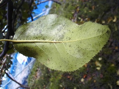 葉面上の秋型病斑