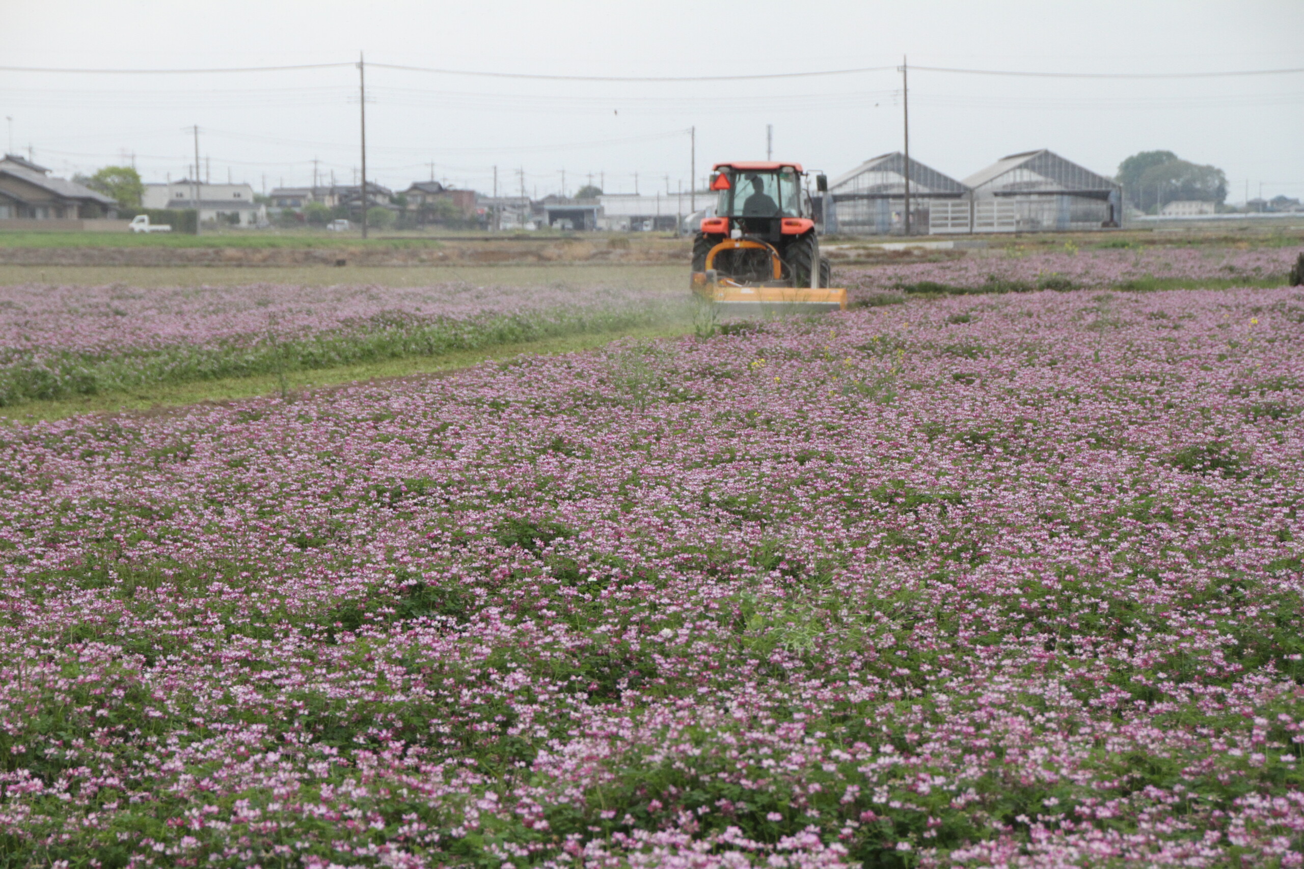 可憐なピンクの花　緑肥に（北部営農経済課：鴻巣市）