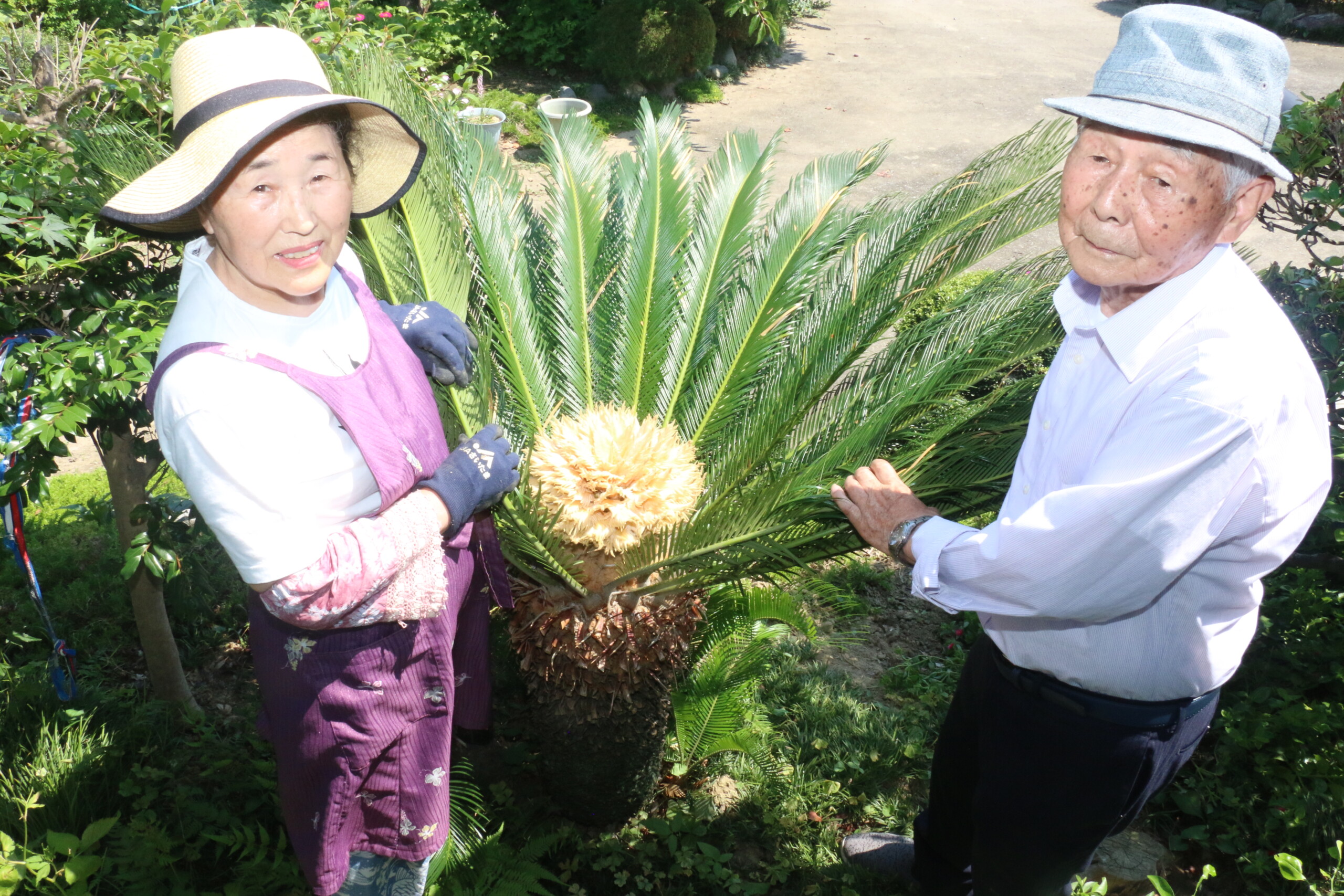 ソテツの花、30年越しに花開く（吹上支店：鴻巣市）