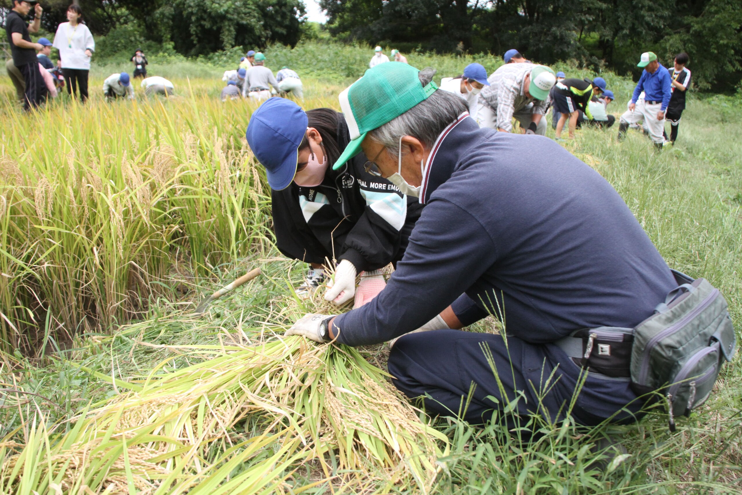 小学生　稲刈り体験！（南部営農経済課、指扇農機センター）