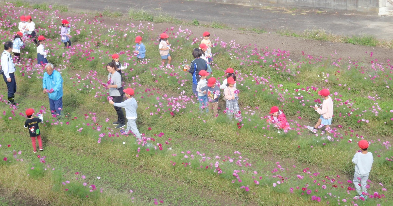 色とりどりの花を摘み取り（さいたま西支店：さいたま市）